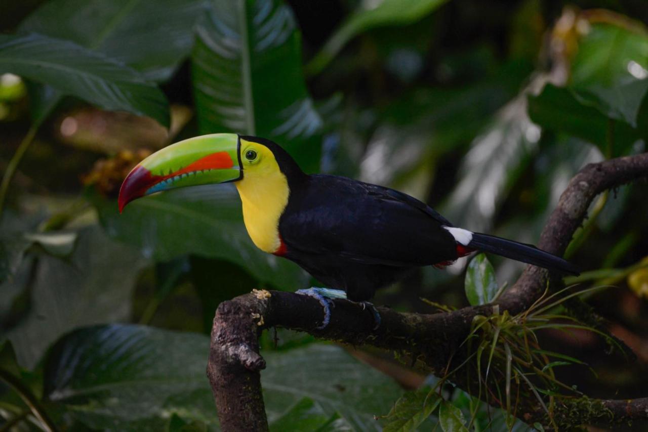 Veragua Rainforest Puerto Limon Exteriér fotografie