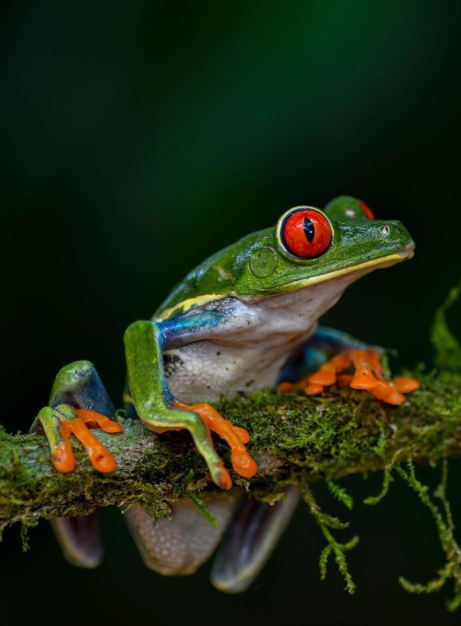 Veragua Rainforest Puerto Limon Exteriér fotografie